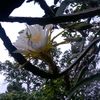kesayngansuami