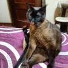 angeljosefernande1