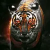 kura_kalary007