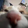 urboywenn