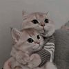 .noura003