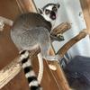 lunathelemur0