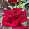 user9707109698667