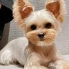 tiny_cute_pets_daily