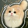 ilovecat_cat1