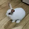 jjussej