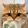 phonky_lover1