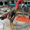 hoangducga8388
