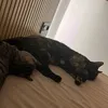 vimichininos