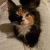 tasyaik