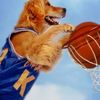 dunkingdog58official