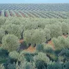 afrin.brindar