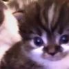 gigglecheekscatlover