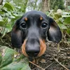 dachshund_travel_hike
