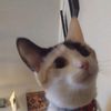 candyandmittensaremycats