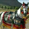 mohamb243229m