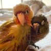 Cheeku and Turk