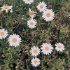 ummandes_