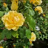 hilltopgardener23