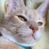 finleytheyellowcat