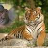 tsegayemesfin0