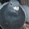adul53837