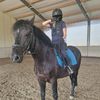 horseys.j