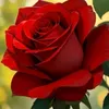 user2430347613061