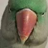 gabrielapetri36