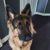 jacqib2
