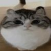 yuyi_coque