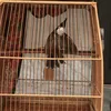 damchien14