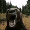 gambling_bear