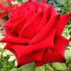 amina.fathe