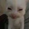 zennykain