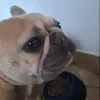 urfavbubika