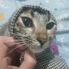 catty.dumb