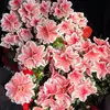 giuliag939291