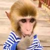 monkey_maxic