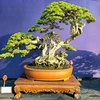 ytuongbonsai