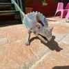 parallelpigeon