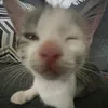 talkarlll