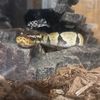 curiousgeorgeaballpython