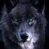 the_black_wolf4