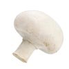 shampinon38