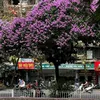 tongthiphuong05