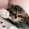 kittenchad123