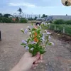 daisyle74