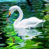 goose_buddy