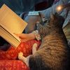 bobkitten04